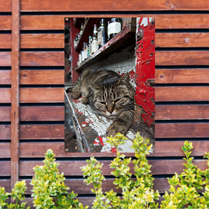 Slapende gestreepte kat op houten toonbank tuinposter