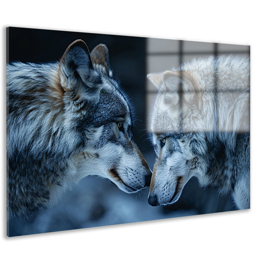 Twee wolven in een donkere omgeving acrylglas