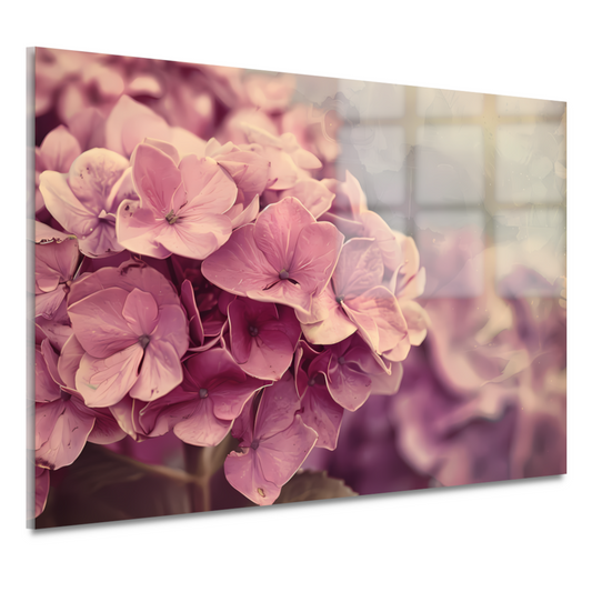 Hortensias in Zacht Roze acrylglas