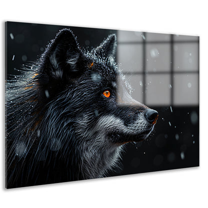 Intense wolvenblik in de sneeuw acrylglas
