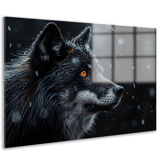 Intense wolvenblik in de sneeuw acrylglas