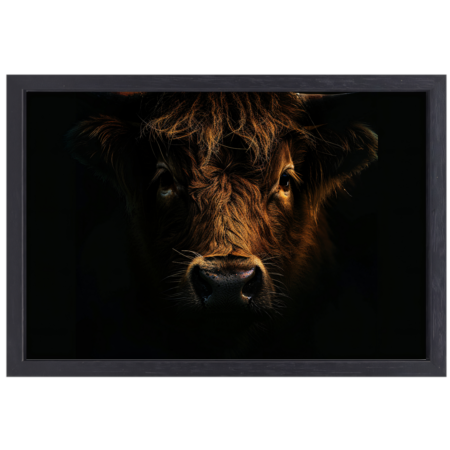 Schotse hooglander in duister lichtspel canvas met baklijst