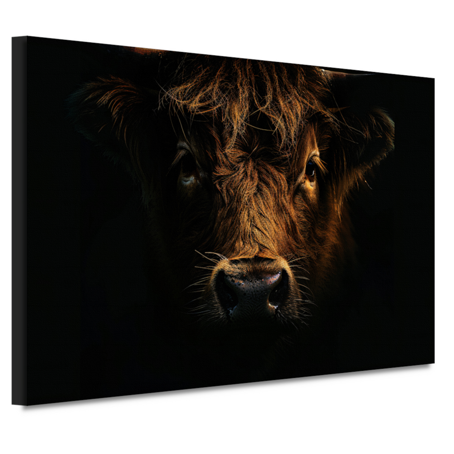 Schotse hooglander in duister lichtspel canvas