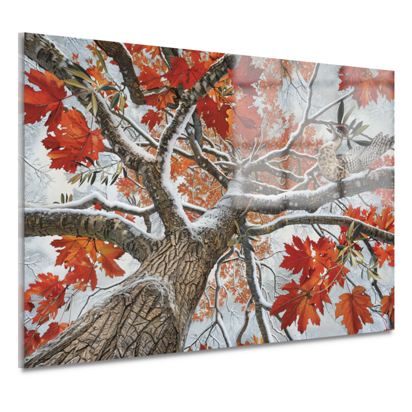 Roodborst in Herfstkleuren acrylglas