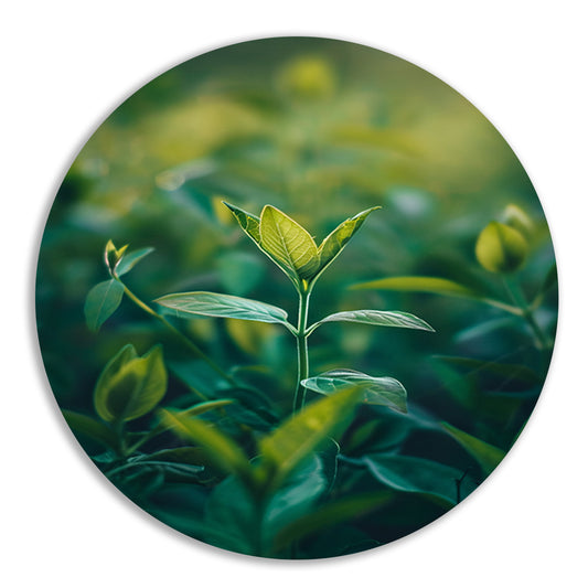 Close-up van een Groeiende Plant in Natuurlijk Licht aluminium muurcirkel