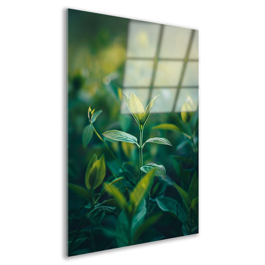 Close-up van een Groeiende Plant in Natuurlijk Licht acrylglas