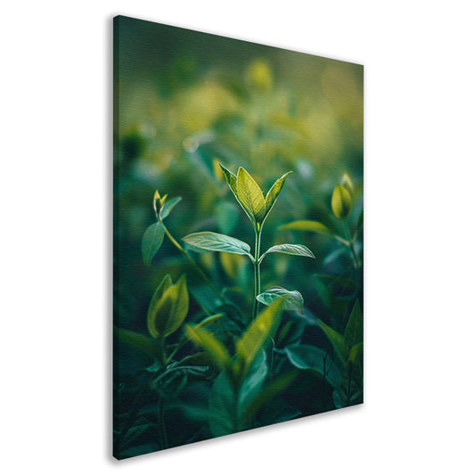 Close-up van een Groeiende Plant in Natuurlijk Licht canvas
