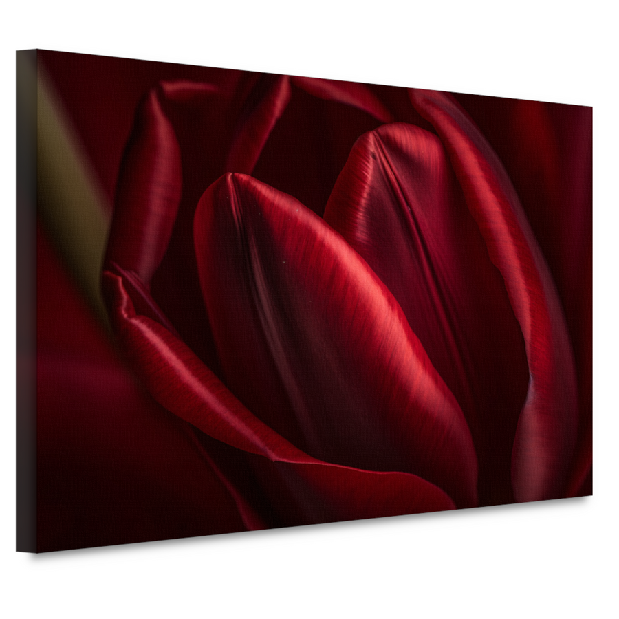 Close-up van rode bloem in donkere achtergrond canvas