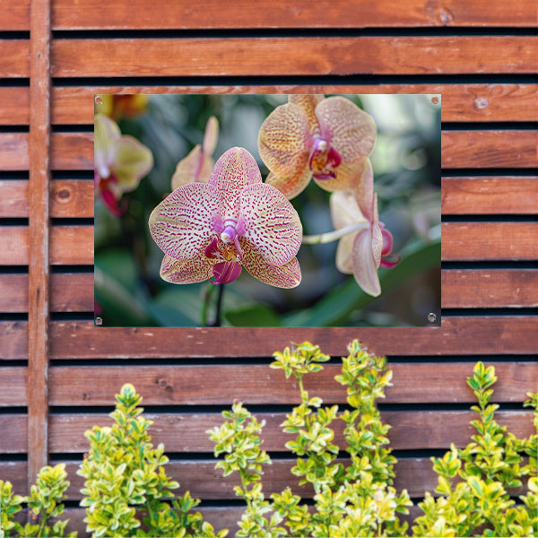 Close-up van bloeiende orchidee met bladeren tuinposter