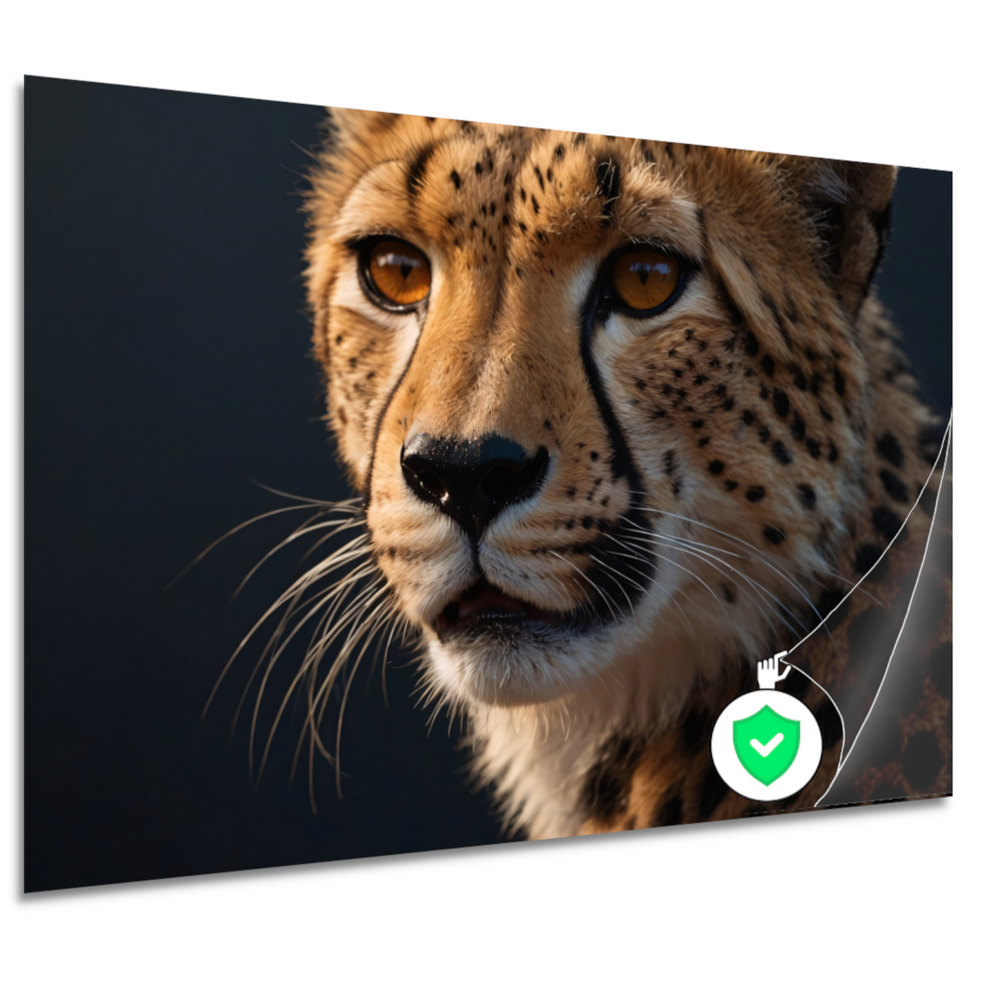 Intense blik van een rustende cheeta poster