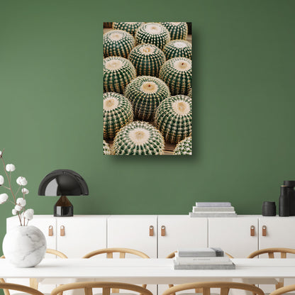 Veel ronde cactussen in close-up acrylglas