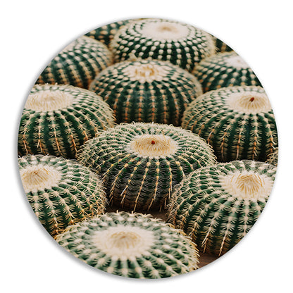 Veel ronde cactussen in close-up aluminium muurcirkel