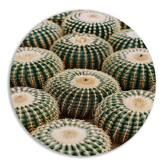 Veel ronde cactussen in close-up aluminium muurcirkel