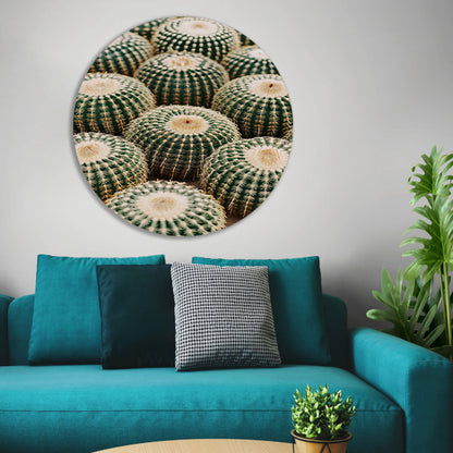 Veel ronde cactussen in close-up aluminium muurcirkel