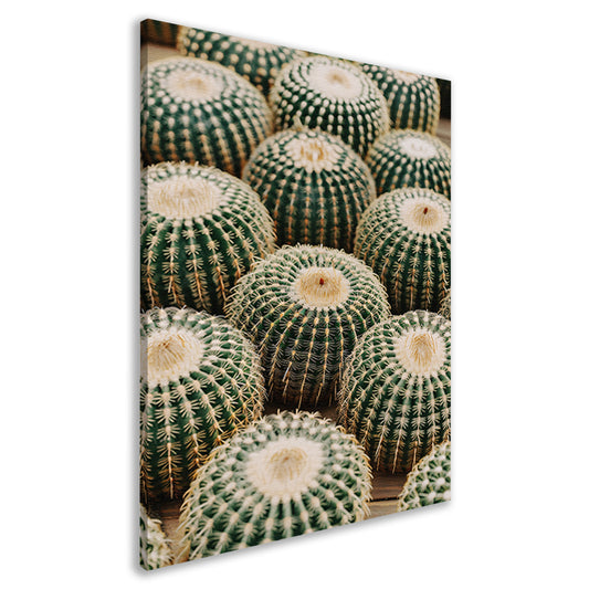 Veel ronde cactussen in close-up canvas