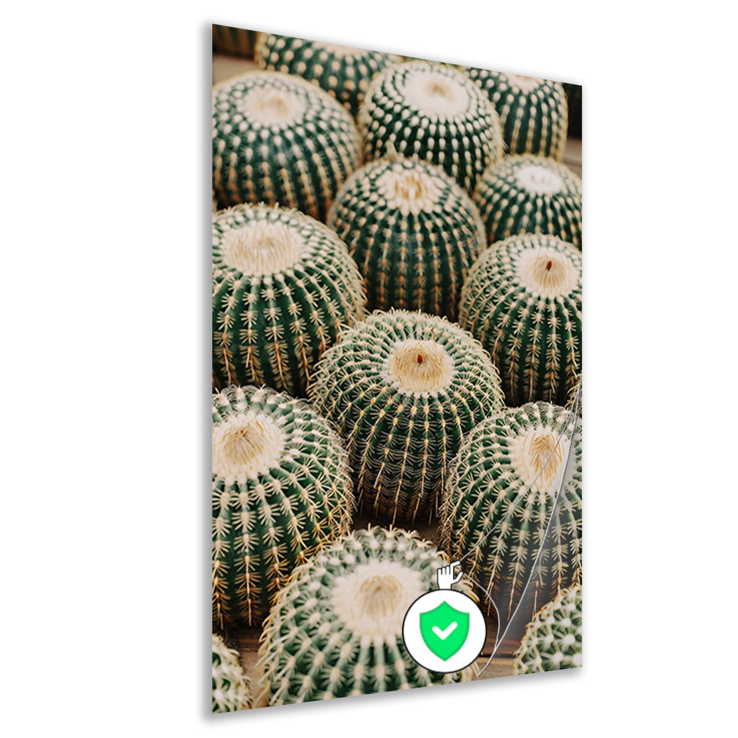 Veel ronde cactussen in close-up poster