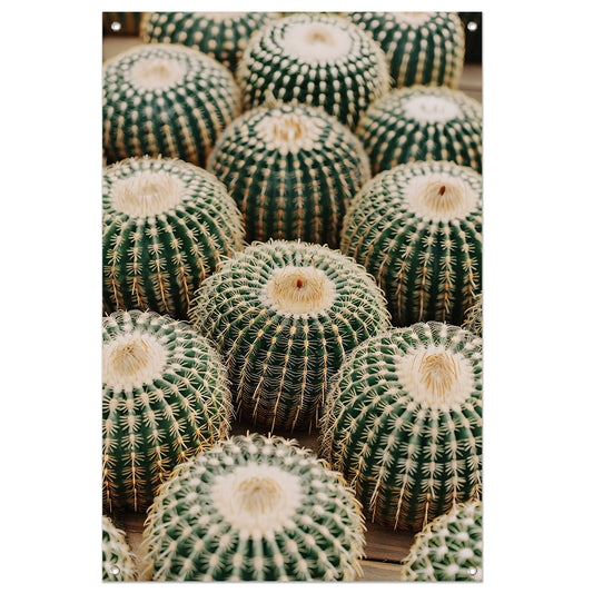 Veel ronde cactussen in close-up tuinposter
