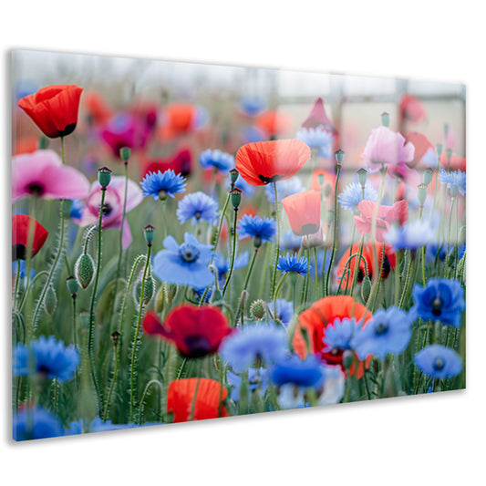 Een levendig veld van papavers en korenbloemen acrylglas