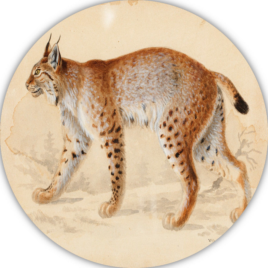 Lynx - Wilhelm von Wright forex muurcirkel