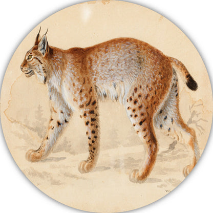 Lynx - Wilhelm von Wright forex muurcirkel