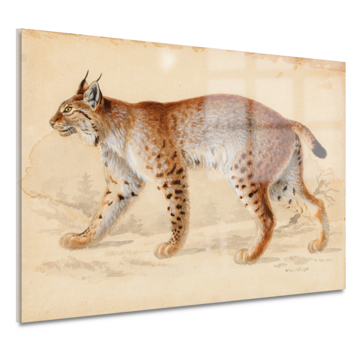 Lynx - Wilhelm von Wright acrylglas