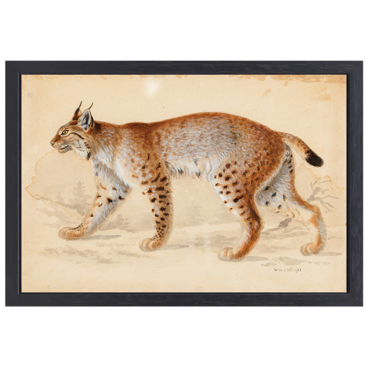 Lynx - Wilhelm von Wright canvas met baklijst