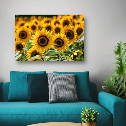 Fraaie zonnebloemen in volle bloei   poster