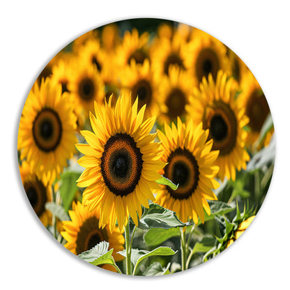 Fraaie zonnebloemen in volle bloei   forex muurcirkel