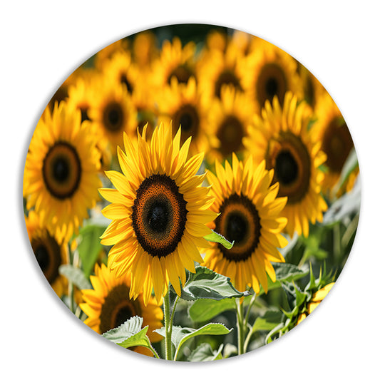 Fraaie zonnebloemen in volle bloei   forex muurcirkel