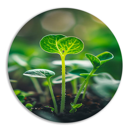 Close-up van jonge plantjes aluminium muurcirkel