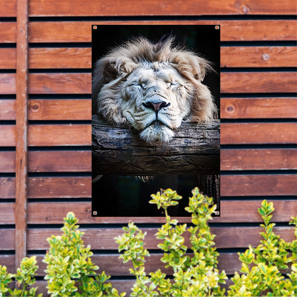 Zwart-wit portret van slapende leeuw tuinposter