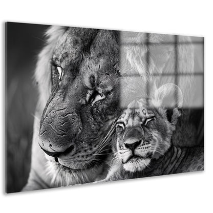 Knuffelende leeuwen in zwart-wit fotografie acrylglas