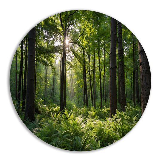 Zonnestralen door zomers groen bos forex muurcirkel