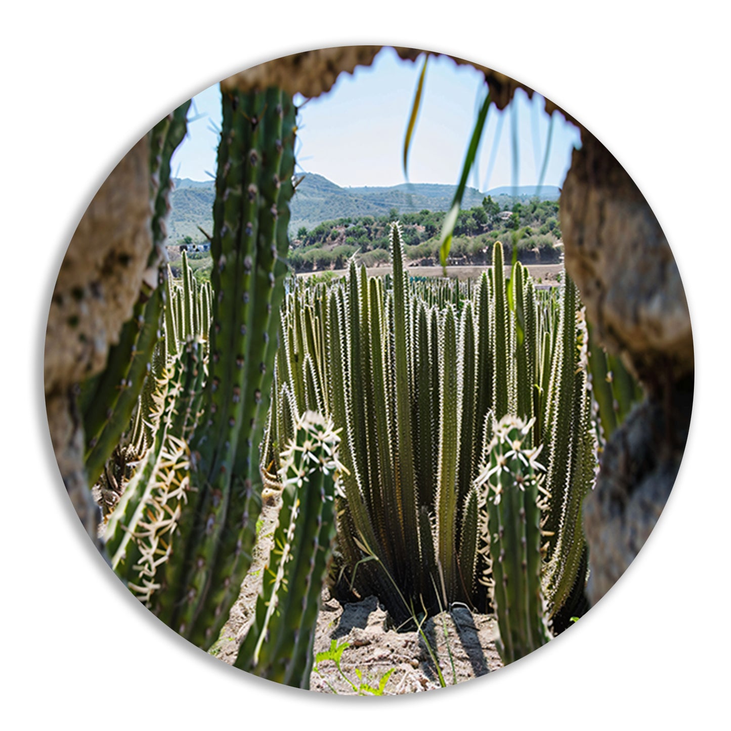 Cactussen in het landschap forex muurcirkel