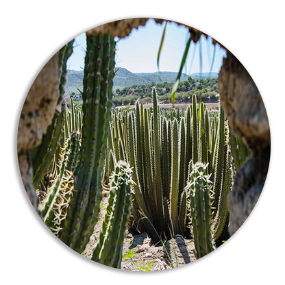 Cactussen in het landschap aluminium muurcirkel