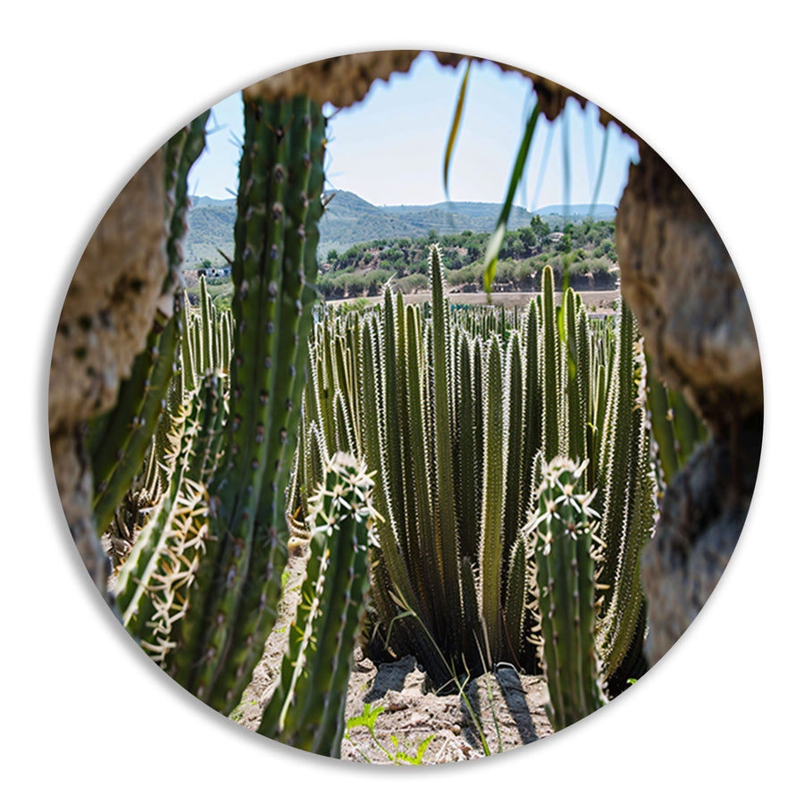 Cactussen in het landschap aluminium muurcirkel
