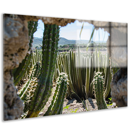 Cactussen in het landschap acrylglas