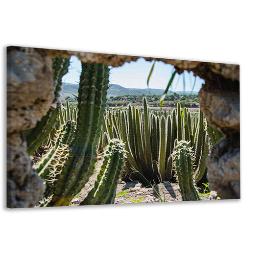 Cactussen in het landschap canvas