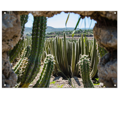 Cactussen in het landschap tuinposter