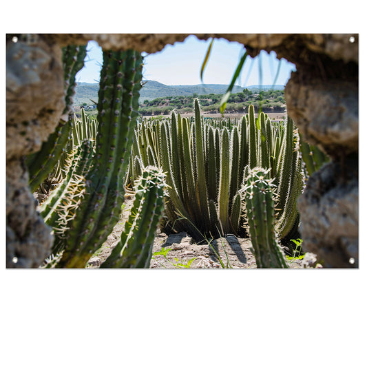 Cactussen in het landschap tuinposter