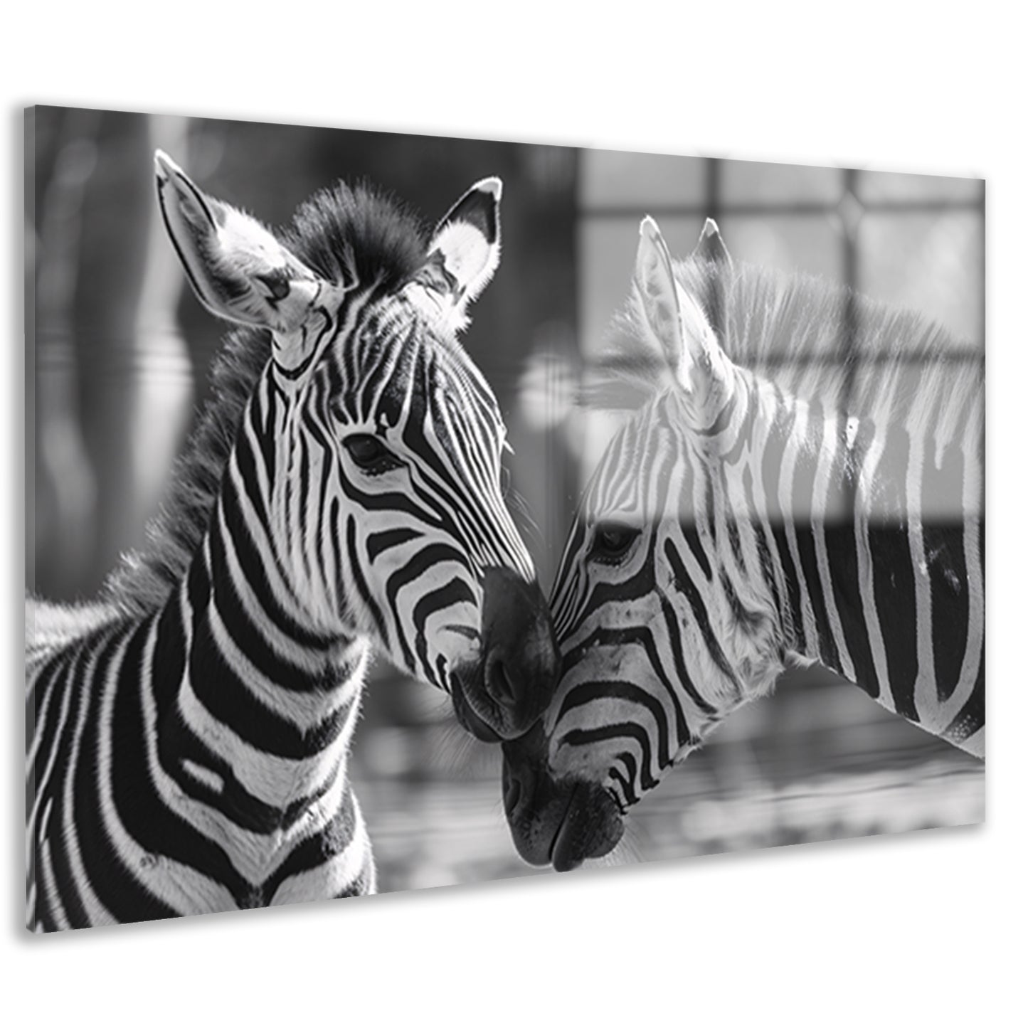 Intiem moment tussen twee zebras acrylglas