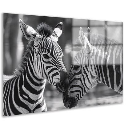 Intiem moment tussen twee zebras acrylglas