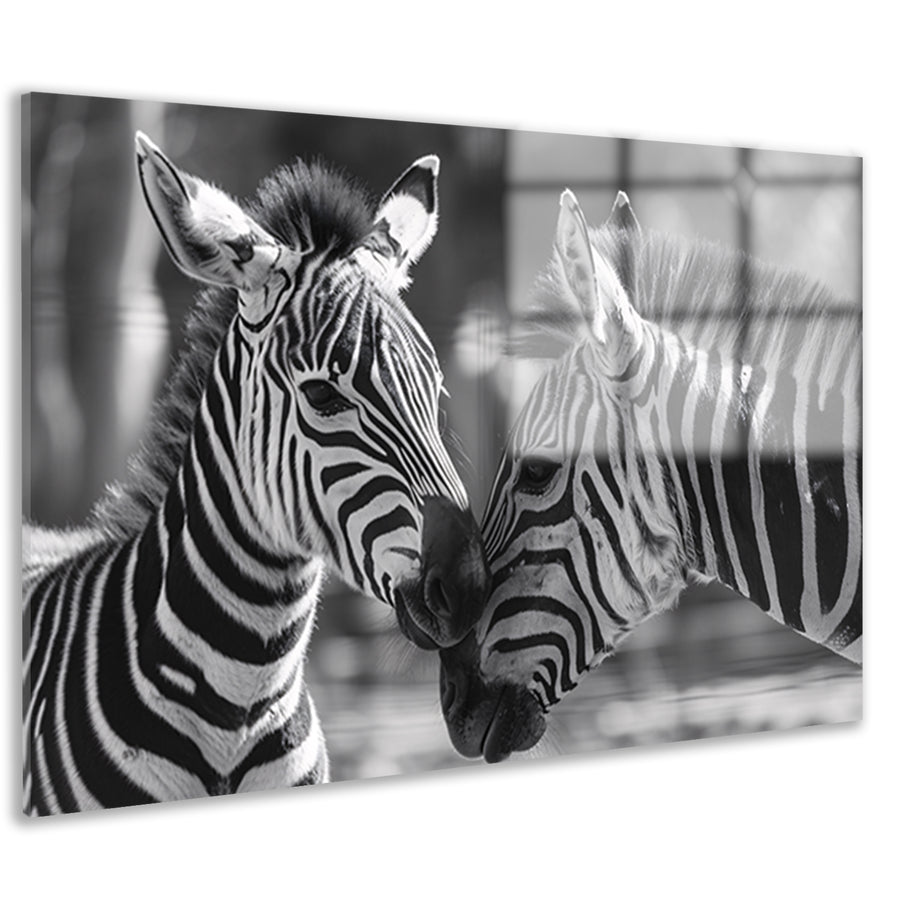Intiem moment tussen twee zebras acrylglas