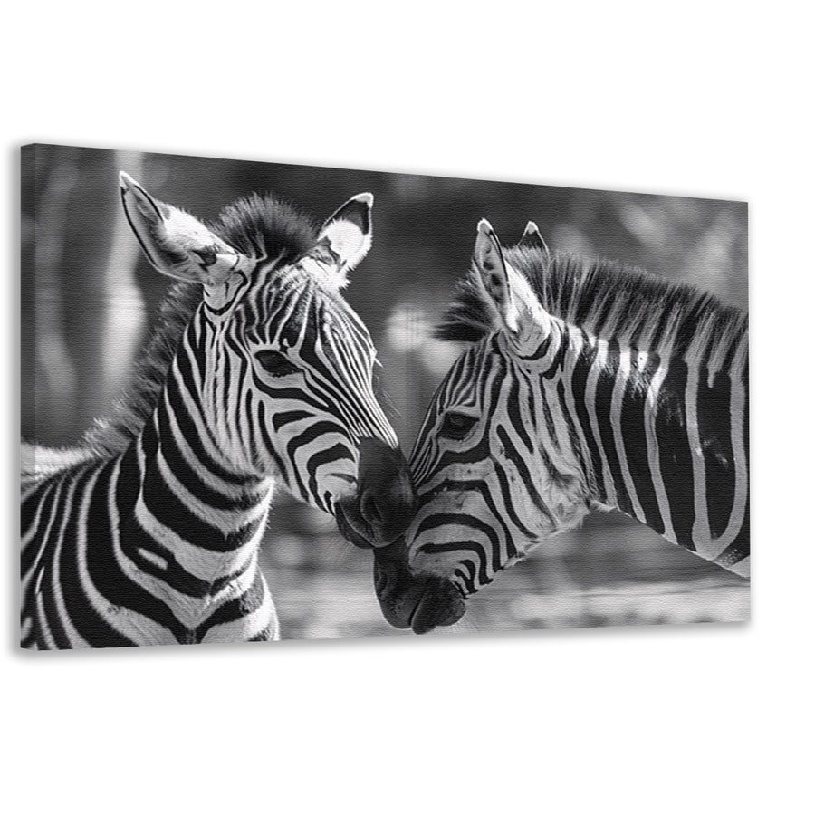 Intiem moment tussen twee zebras canvas