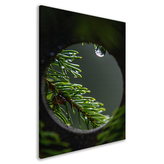 Dennennaalden met regendruppels in close-up canvas