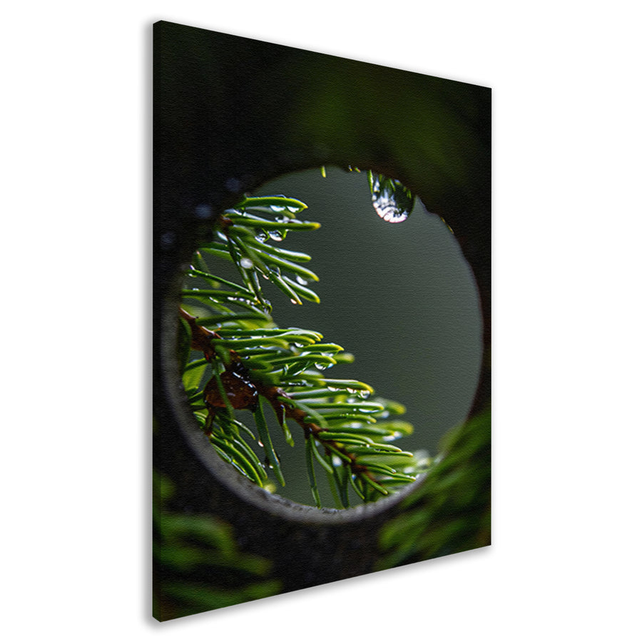 Dennennaalden met regendruppels in close-up canvas
