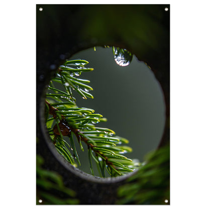 Dennennaalden met regendruppels in close-up tuinposter