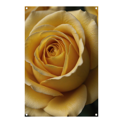 Close-up Gele Roos met Dauwdruppels tuinposter