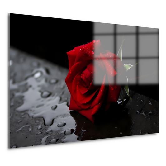Rode roos met waterdruppels acrylglas