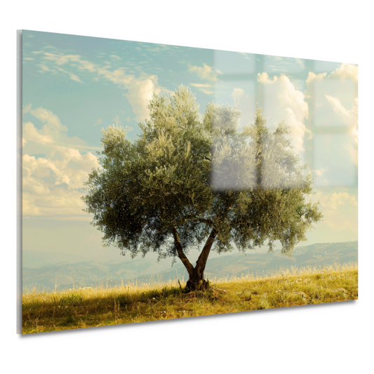 Eenzame boom in een veld acrylglas